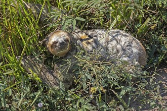 Three-toed sloth (Bradypus variegatus) walking on the ground in rain forest, rainforest in the