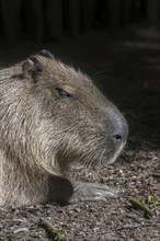 Capybara (Hydrochoerus hydrochaeris) largest living rodent in the world native to South America