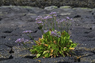 Common sea-lavender (Limonium vulgare) in flower on dyke, dike along the North Sea coast in summer,