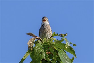 Common whitethroat, greater whitethroat (Curruca communis, Sylvia communis) singing, calling from