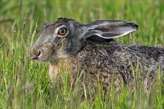 Close-up of European brown hare (Lepus europaeus) sticking tongue out in meadow, grassland