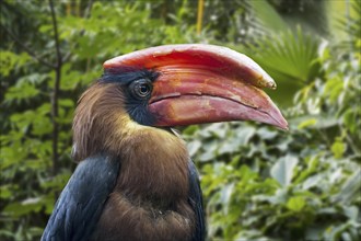 Rufous hornbill, Philippine hornbill, kalaw (Buceros hydrocorax) endemic to the Philippines