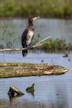 Great cormorant (Phalacrocorax carbo) juvenile perched on branch over water of pond in spring