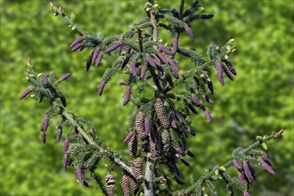 Norway spruce, European spruce (Picea abies) showing evergreen leaves and young red cones and