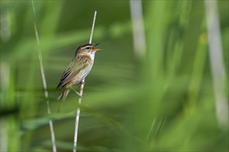 Ringed sedge warbler (Acrocephalus schoenobaenus, Motacilla schoenobaenus) calling from reed stem