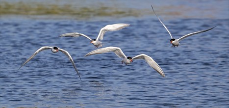 Four common terns (Sterna hirundo) in breeding plumage in flight, fishing in lake in summer