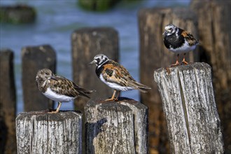 Ruddy turnstones (Arenaria interpres) juvenile and two adults in breeding plumage resting on wooden