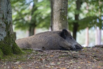 Wild boar (Sus scrofa), Vulkaneifel, Rhineland-Palatinate, Germany, Europe