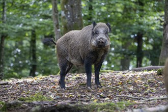 Wild boar (Sus scrofa), boar, Vulkaneifel, Rhineland-Palatinate, Germany, Europe