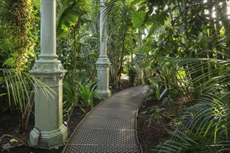 Narrow curved path made of iron plates leads through lush tropical vegetation, historic greenhouse,