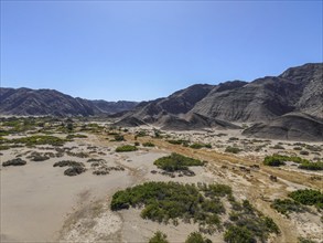 Desert elephants (Loxodonta africana) in the Hoanib dry river, aerial view, Kaokoveld, Kunene