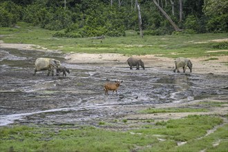 Forest elephants (Loxodonta cyclotis) and bongo antelopes (Tragelaphus eurycerus) in the Dzanga Bai