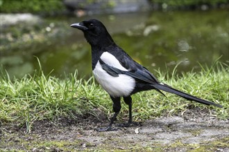 European magpie (Pica pica), Emsland, Lower Saxony, Germany, Europe