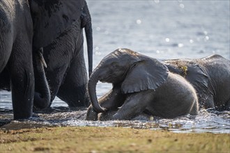 African elephant calves, babies playing in the water in the Chobe River. Side view of the wild