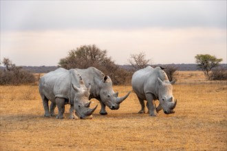 Southern white rhinoceros (Ceratotherium simum simum), three rhinos in the evening light, Khama