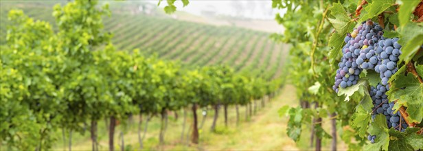 Beautiful grape vineyard landscape banner