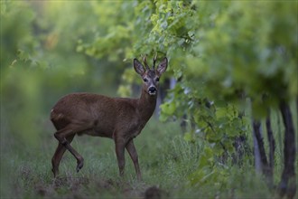 Roebuck in summer, leaf time, Wittlich, Rhineland-Palatinate, Germany, Europe