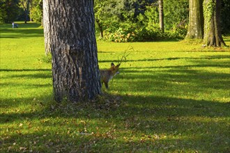 Fox on Golf Course in a Sunny Summer Day in Ascona, Switzerland, Europe