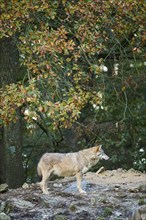 Eastern wolf (Canis lupus lycaon) standing on a little hill, Bavaria, Germany, Europe