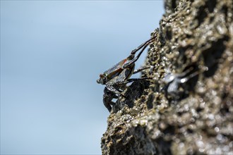 Crab on a rock, Reserva Natural Cabo Blanco, Costa Rica, Central America