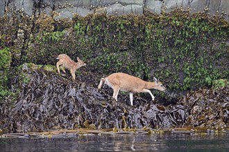 Black-tailed deer (Odocoileus hemionus), doe with fawn, Pacific coast, Vancouver Island