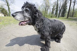 Dog Sitting Down with Shadow