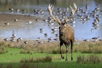 Red deer (Cervus elaphus) stag with big antlers walking on lake shore with geese during rut in