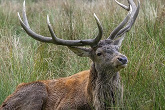 Red deer (Cervus elaphus) close-up of stag with big antlers resting in tall grass in grassland at