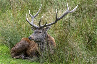 Red deer (Cervus elaphus) stag with big antlers resting in tall grass in grassland at edge of