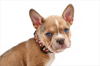 Cute young dog puppy modelling a pet collar in front of white studio background