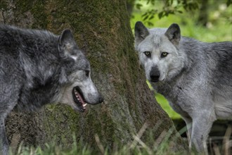 Close-up of two black and white Northwestern wolves, Mackenzie Valley wolf, Canadian, Alaskan