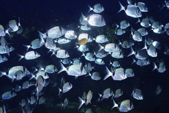 Large school of shiny fish, two-banded seabream (Diplodus vulgaris), swimming in dark water, dive