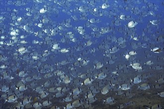 A large shoal of silver two-banded seabream (Diplodus vulgaris) swimming in the blue sea, dive site