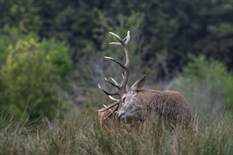 Red deer (Cervus elaphus) stag scratching back with its big antlers in grassland at edge of forest