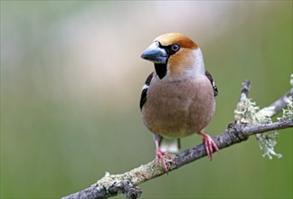 Hawfinch (Coccothraustes coccothraustes), Castilla-La Mancha, Spain, Europe