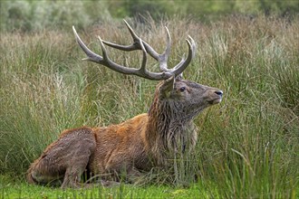 Red deer (Cervus elaphus) stag with big antlers resting in tall grass in grassland at edge of