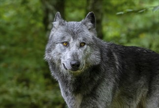 Close-up portrait of black and white Northwestern wolf, Mackenzie Valley wolf, Canadian, Alaskan