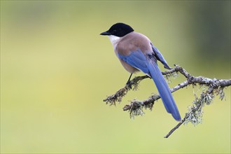 Iberian magpie (Cyanopica cookei), Extremadura, Spain, Europe