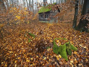 Hunter's hut, old dilapidated wooden hut with roof covered with moss, surrounded by beech woodland