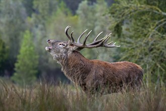 Rutting red deer (Cervus elaphus) stag with big antlers bellowing in grassland at edge of forest