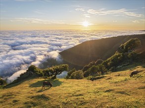 Aerial view of sunrise above clouds and green hills with cows grazing at Fanal mountain, Madeira