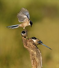 Blue magpie (Cyanopica cookei), Extremadura, Spain, Europe