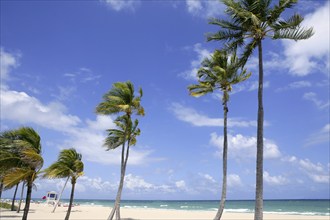 Fort Lauderdale Florida tropical beach with palm trees over blue sky