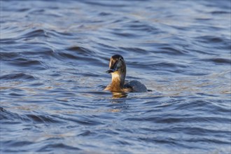 Common Pochard female swimming in the lake (Aythya ferina)