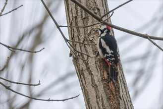 Great Spotted Woodpecker on tree trunk (Dendrocopos major)