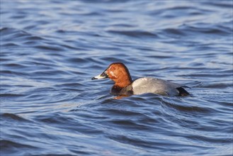 Common Pochard male swimming in the lake (Aythya ferina)