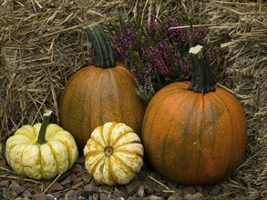 Grouped pumpkins next to purple heather on hay, borken, münsterland, germany