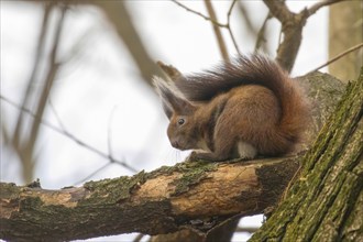 Red squirrel sitting on a tree, Autumn forest squirrel (Sciurus vulgaris)