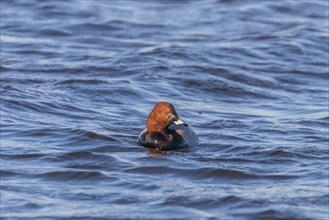 Common Pochard male swimming in the lake (Aythya ferina)