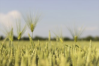 Young Wheat, Green Wheat Seedlings growing in a field